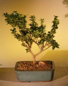 Dwarf Japanese Holly Bonsai Tree<br><i>(ilex crenata 'green dragon')</i>