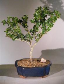 Japanese Holly Bonsai Tree<br><i>(ilex crenata<br>dwarf pagoda)</i>