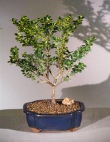 Japanese Holly Bonsai Tree<br><i>(ilex crenata<br>dwarf pagoda)</i>