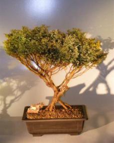 Dwarf Golden Sawara Cypress<br><i>(chamaecyparis pisifera aurea compacta nana)</i>