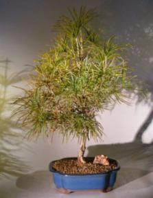 Japanese Umbrella Pine<br><i>(sciadopitys verticillata)</i>