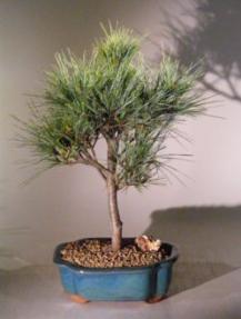 White Pine Bonsai Tree<br><i>(pinus strobus 'stoneybrook' )</i>
