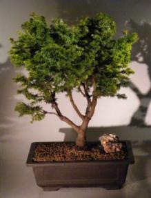 Canadian Hemlock Bonsai Tree<br><i>(tsuga canadensis 'jervis')</i>