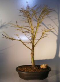 Japanese Maple Bonsai Tree<br><i>(acer palmatum 'viridis')</i>