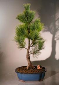 Eastern White Pine Bonsai Tree<br><i>(pinus strobus 'elf')</i>