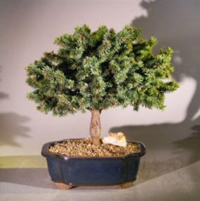Blue Spruce Bonsai Tree<br><i>(picea pungens 'Mrs. Cesarini')</i>