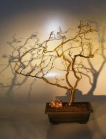 Walking Stick Bonsai Tree<br><i>(corylus avellana 'contorta')</i>