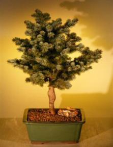 Colorado Blue Spruce Bonsai Tree<br><i>(picea pungens 'montgomery')</i>