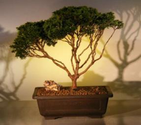 Dwarf Hinoki Cypress Bonsai Tree<br><i>(obtusa compressa 'nana')</i>