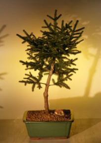 Dwarf Norway Spruce Bonsai Tree<br><i>(picea abies 'pygmaea')</i>