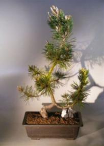 Japanese Black Pine Bonsai Tree <br><i>(pinus thunbergii 'kotobuki')</i>