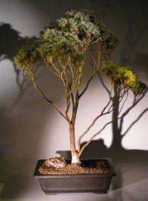 Blue Moss Cypress Bonsai Tree <br><i>(chamecyparis glauca minima)</i>