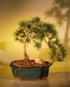 Eastern Weeping Pine<br><i>( 'pinus strobus 'pendula')</i>