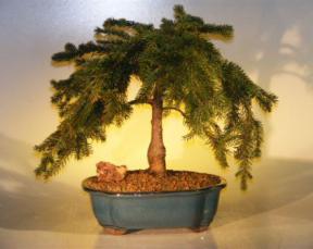 Dwarf Weeping Cedar of Lebanon Bonsai Tree<br><i>(libani 'sargenti')</i>