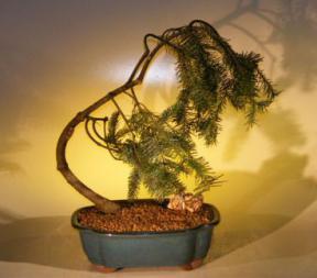 Dwarf Weeping Norway Spruce Bonsai Tree<br><i>(picea abies 'glauca pendula')</i>