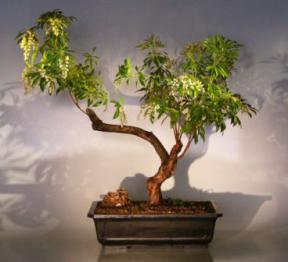 Flowering Japanese Andromeda Bonsai Tree<br><i>(pieris japonica variegata)</i>