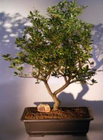 Flowering Pyracantha  Bonsai Tree <br><i>(pyracantha 'mohave')</i>