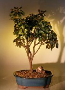 Rhododendron Bonsai Tree<br><i>(molly fordham)</i>