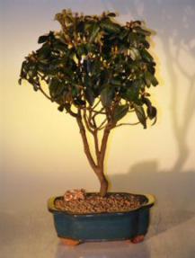 Rhododendron Bonsai Tree<br><i>(molly fordham)</i>