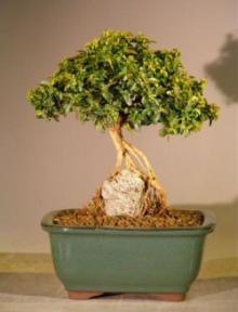Japanese Kingsville Boxwood Bonsai Tree - Root Over Rock Style<br><i>(buxus microphylla compacta)</i>