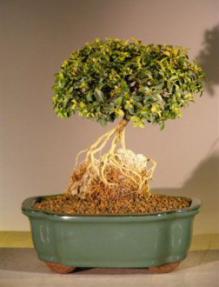 Japanese Kingsville Boxwood Bonsai Tree - Root Over Rock Style<br><i>(buxus microphylla compacta)</i>