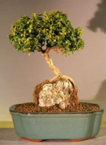 Japanese Kingsville Boxwood Bonsai Tree - Root Over Rock Style<br><i>(buxus microphylla compacta)</i>