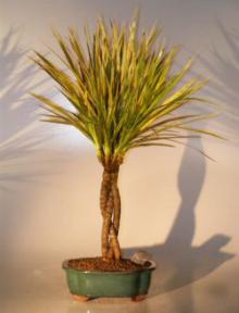 Dracena Bonsai Tree - Braided Style<br><i>(Dracena Marginata)</i>      