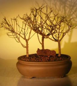 Trident Maple Bonsai Tree<br>Three Tree Forest Group<br><i>(acer buergerianum)</i>