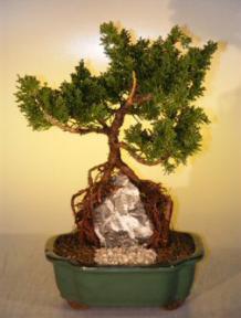 Shimpaku Juniper Bonsai Tree - Root Over Rock Style<br><i>(juniperus chinensis)</i>