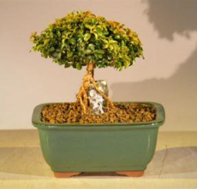 Japanese Kingsville Boxwood Bonsai Tree - Root Over Rock Style<br><i>(buxus microphylla compacta)</i>