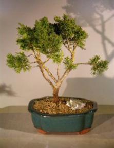 Shimpaku Juniper Bonsai Tree<br><i>(juniperus chinensis)</i>