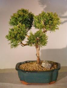 Shimpaku Juniper Bonsai Tree<br><i>(juniperus chinensis)</i>