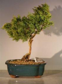 Shimpaku Juniper Bonsai Tree<br><i>(juniperus chinensis)</i>