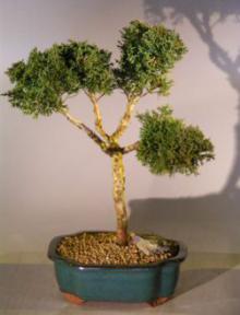 Shimpaku Juniper Bonsai Tree<br><i>(juniperus chinensis)</i>