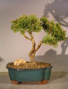 Shimpaku Juniper Bonsai Tree<br><i>(juniperus chinensis)</i>