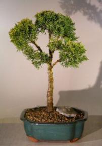 Shimpaku Juniper Bonsai Tree<br><i>(juniperus chinensis)</i>