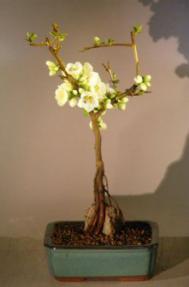Japanese Flowering Quince Bonsai Tree - Root Over Rock Style<br><i>(chaenomles 'toyo-nishiki')</i>