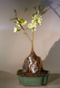 Japanese Flowering Quince Bonsai Tree - Root Over Rock Style<br><i>(chaenomles 'toyo-nishiki')</i>