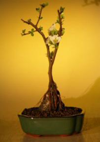 Japanese Flowering Quince Bonsai Tree - Root Over Rock<br><i>(chaenomles 'toyo-nishiki')</i>