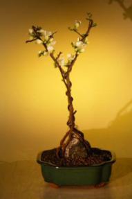 Japanese Flowering Quince Bonsai Tree - Root Over Rock Style<br><i>(chaenomles 'toyo-nishiki')</i>