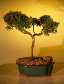 Shimpaku Juniper Bonsai Tree<br><i>(juniperus chinensis)</i>