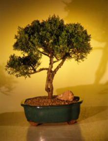 Shimpaku Juniper Bonsai Tree<br><i>(juniperus chinensis)</i>