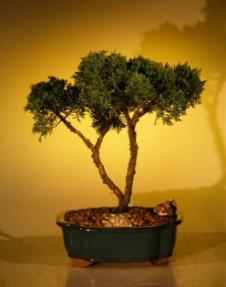 Shimpaku Juniper Bonsai Tree<br><i>(juniperus chinensis)</i>