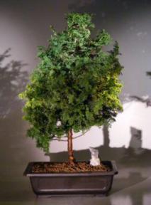 Hinoki Cypress Bonsai Tree<br><i>(chamecyparis 