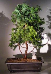 Hinoki Cypress Bonsai Tree<br><i>(chamecyparis 