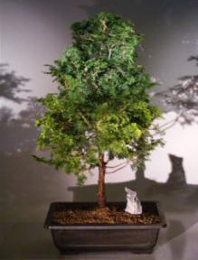 Hinoki Cypress Bonsai Tree<br><i>(chamecyparis 