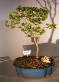 Dwarf Hinoki Cypress Bonsai Tree<br><i>(obtusa compressa 'nana')</i>