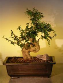 Fukien Tea Bonsai Tree <br><i>(ehretia microphylla)</i>