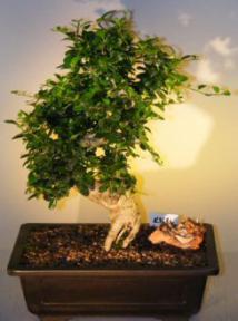 Fukien Tea Bonsai Tree <br><i>(ehretia microphylla)</i>