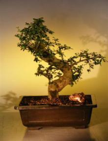 Fukien Tea Bonsai Tree <br><i>(ehretia microphylla)</i>